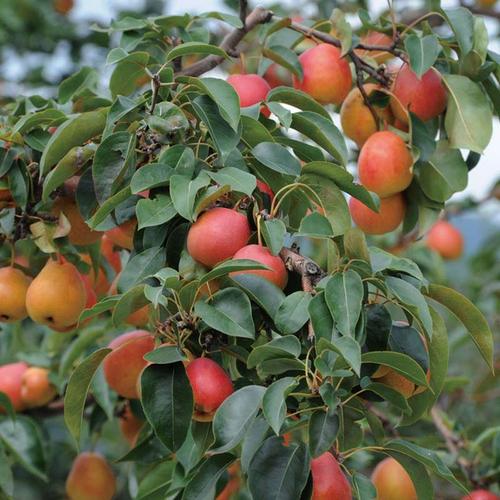 供应守柱水果专业种植红梨果树苗新品红梨营养价值