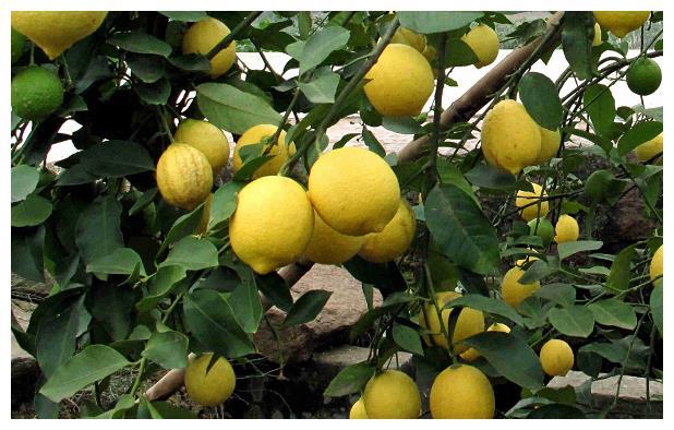 美容养颜生态水果几个种植方法把柠檬的产量增大的很多