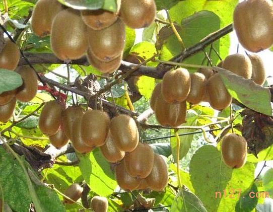 贵州绿心猕猴桃种苗厂家种植批发商价格多少钱