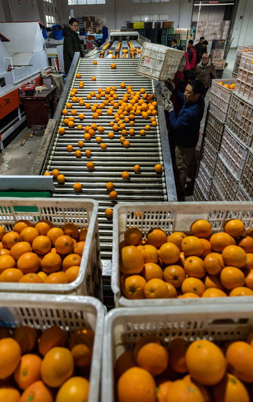 秭归脐橙收获旺季,发展电商促脱贫