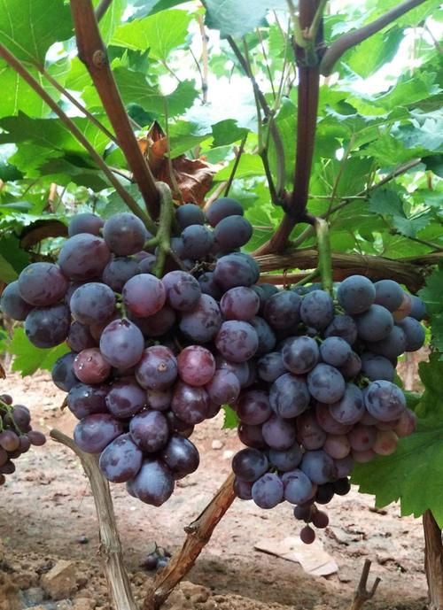 近年来在省农科院及北京农业专家指导下,种植优质葡萄及各种绿色水果